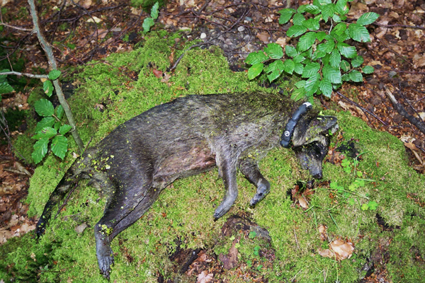 In Wissen grassiert die Staupe: mehrere tote Waschbären und Füchse