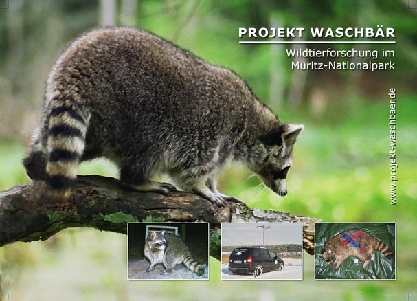 Projekt Waschbaer 3