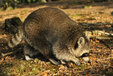 Raccoon in the Mueritz National Park Germany10