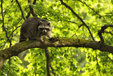 Raccoon in the Mueritz National Park Germany2