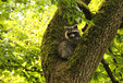 Raccoon in the Mueritz National Park Germany3