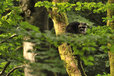 Raccoon in the Mueritz National Park Germany7