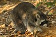 Raccoon in the Mueritz National Park Germany9