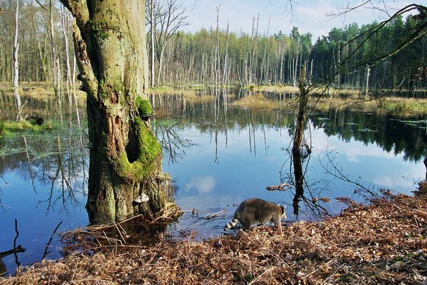 Waschbaer an einem Niedermoor im Mueritz-Nationalpark