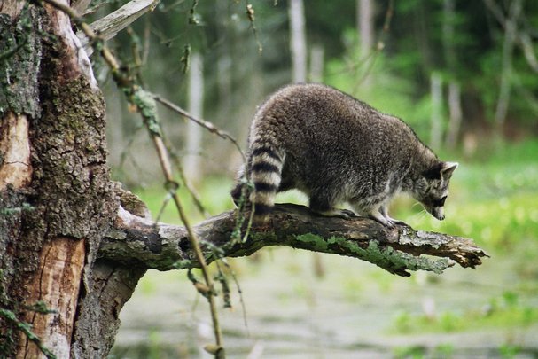 Waschbär im Serrahn