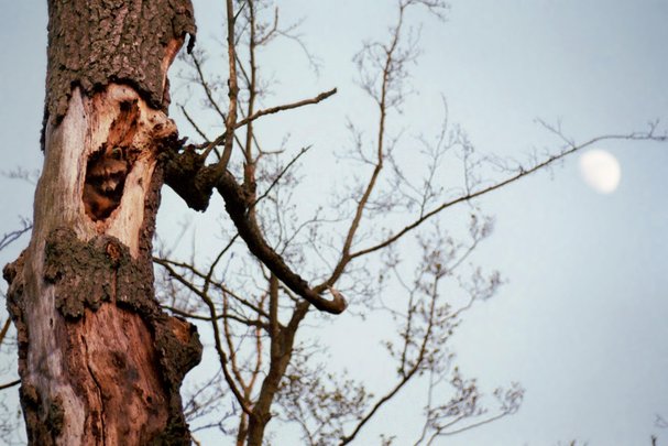 Waschbär in Höhle im Müritz-Nationalpark