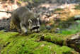 raccoon in the mueritz national park Germany 11