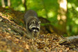 raccoon in the mueritz national park Germany 12