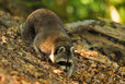raccoon in the mueritz national park Germany 13